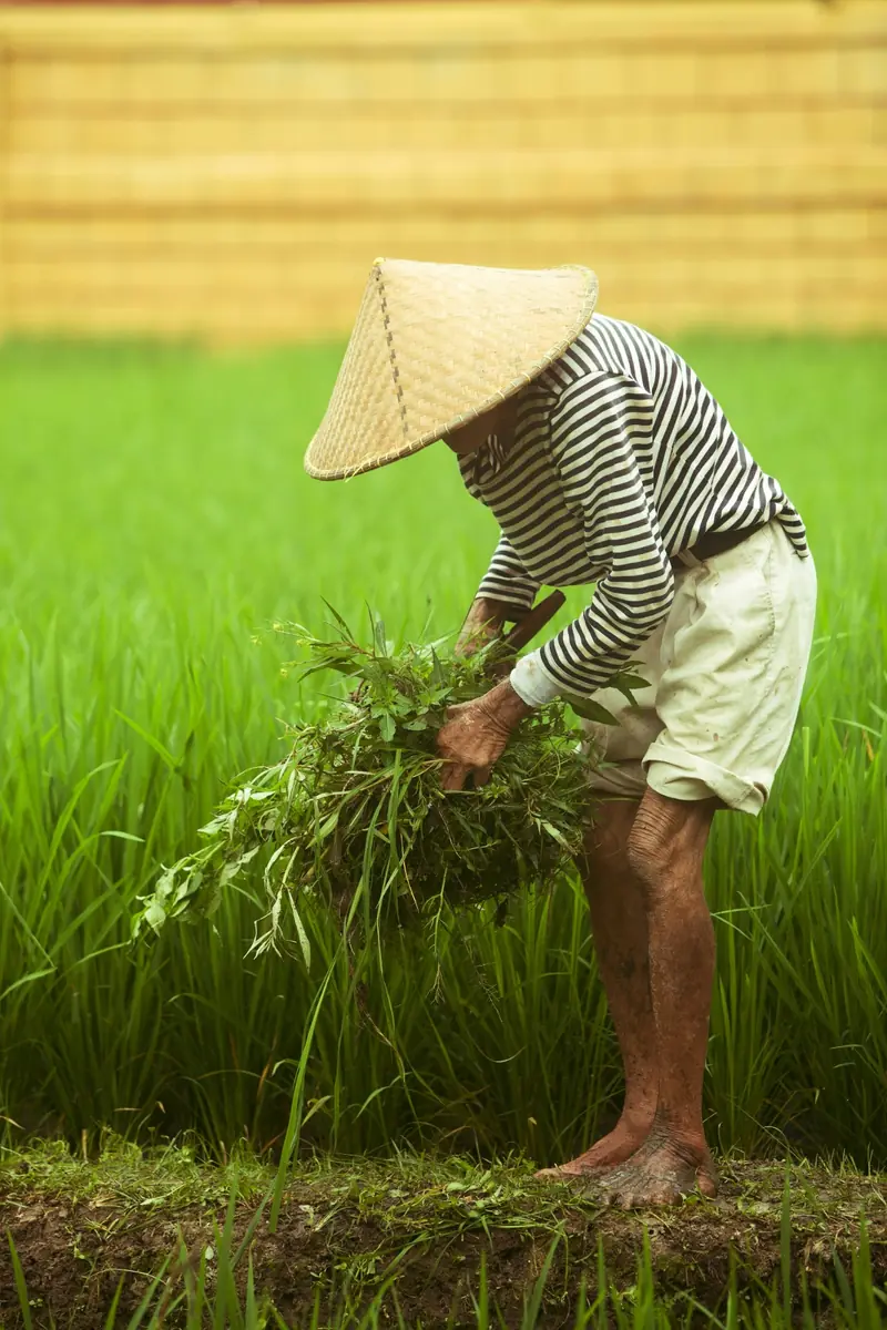 A farmer tending green rice plants.